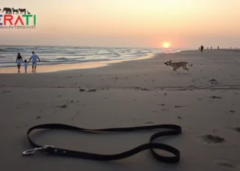 Ein ruhiger Abend am Strand von Sylt: Sanfte Wellen treffen auf das Ufer. Im Vordergrund liegt eine einsame, leere Hundeleine im Sand, die Abwesenheit eines Hundes andeutend. Im Hintergrund taucht der Sonnenuntergang die Szene in ein warmes, goldenes Licht. Einige verstreute Strandbesucher zeigen besorgte oder nachdenkliche Gesichter, was die Mischung aus Schock und Traurigkeit widerspiegelt. Der Himmel ist in Orange und Violett getaucht und verstärkt die Stimmung eines unerwartet tragischen Tagesendes. Die Atmosphäre verbindet natürliche Schönheit mit unterschwelliger Unruhe und lädt zur Reflexion über Verantwortung und Sicherheit ein.