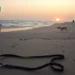 Ein ruhiger Abend am Strand von Sylt: Sanfte Wellen treffen auf das Ufer. Im Vordergrund liegt eine einsame, leere Hundeleine im Sand, die Abwesenheit eines Hundes andeutend. Im Hintergrund taucht der Sonnenuntergang die Szene in ein warmes, goldenes Licht. Einige verstreute Strandbesucher zeigen besorgte oder nachdenkliche Gesichter, was die Mischung aus Schock und Traurigkeit widerspiegelt. Der Himmel ist in Orange und Violett getaucht und verstärkt die Stimmung eines unerwartet tragischen Tagesendes. Die Atmosphäre verbindet natürliche Schönheit mit unterschwelliger Unruhe und lädt zur Reflexion über Verantwortung und Sicherheit ein.