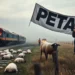 PETA Anzeige nach Schaftod bei Glückstadt: Zwischen Polemik und Realität 7 Einsatzkräfte und ein Bauer stehen fassungslos vor toten Schafen auf Gleisen, während im Hintergrund eine PETA Anzeige thematisiert wird.