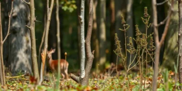 Junger deutscher Mischwald mit deutlich erkennbaren Verbissschäden an Baumtrieben, scheues Reh im Hintergrund; Darstellung der Problematik von Jagd und Wildschäden.
