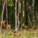 Junger deutscher Mischwald mit deutlich erkennbaren Verbissschäden an Baumtrieben, scheues Reh im Hintergrund; Darstellung der Problematik von Jagd und Wildschäden.