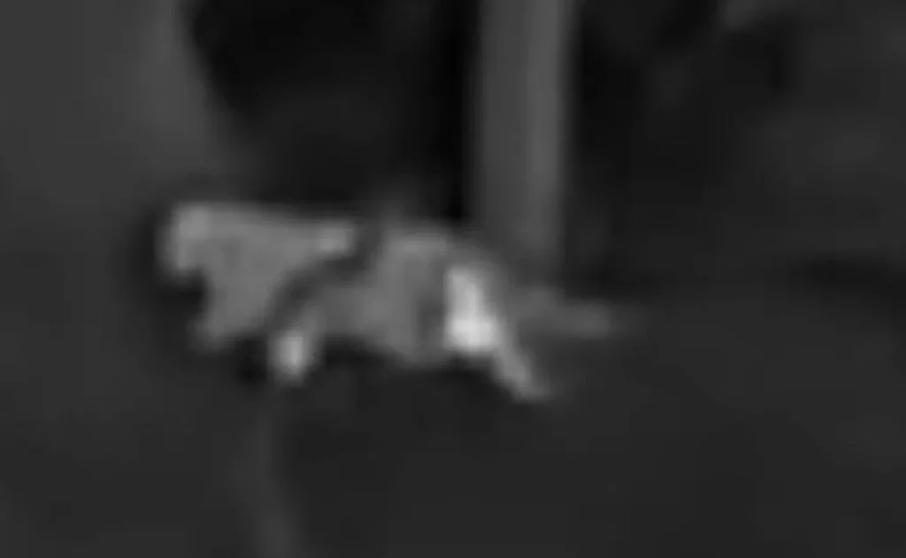 Wildtierhaltung Verbot: Wieder eine Großkatzensichtung – und PETA dreht erneut am Rad 2 geheimnisvolle Großkatze gesichtet