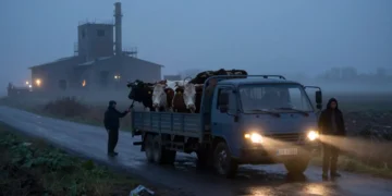 Neuer Schlachthof für Aschaffenburg: Zwischen Skandal, Stillstand und der Angst ums Überleben 19 Landwirte laden nachts erschöpft Rinder von einem Transporter auf einer nebligen Landstraße ab, während im Hintergrund ein stillgelegter Schlachthof auf den geplanten Neuer Schlachthof verweist