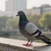 Eine einzelne Stadt­taube sitzt ruhig auf einem Stein­geländer im Morgenlicht und symbolisiert die wissenschaftliche Einordnung von Geflügelpest Tauben