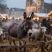 Angespannte Esel und Schafe stehen in einer beleuchteten Weihnachtsmarktkrippe zwischen Menschenmengen und Kirche und verdeutlichen die lebende Krippen Kritik
