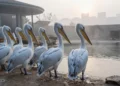 Pelikan-Gruppe in ruhiger Zooanlage am frühen Morgen mit leerem Platz am Teich als Symbol für Vogelgrippe Zoo Leipzig