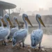 Pelikan-Gruppe in ruhiger Zooanlage am frühen Morgen mit leerem Platz am Teich als Symbol für Vogelgrippe Zoo Leipzig