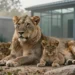 Asiatische Löwenmutter mit zwei neugeborenen Jungtieren liegt ruhig in einem Zoo-Gehege, im Hintergrund moderne Anlagen, Sinnbild für die PETA Kritik Löwenzucht