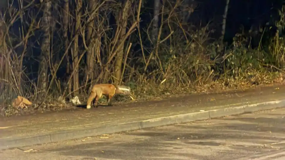 Fuchs Plastikflasche: Tierschützer suchen in Köln nach Wildtier in akuter Not 2 05 01 2026 ss fuchs