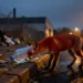 Ein Fuchs läuft am Rand einer städtischen Straße im Dämmerlicht mit einer über der Schnauze steckenden Plastikflasche und verdeutlicht die Gefahr durch Müll für Wildtiere im Fall Fuchs Plastikflasche