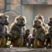 Guinea-Paviane mit Jungtier in einem naturnahen Zoo-Gehege als Symbol für artgerechte Haltung und die Debatte um Pavian-Tötung Nürnberg