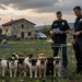 Behördlicher Einsatz mit Welpen in ländlicher Gemeinde als Sinnbild für den Tierschutz Skandal San Giorgio