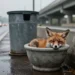 Falsche Wildtierhilfe: Wenn gut gemeint tödlich endet 4 Nasser Fuchswelpe liegt leblos in einem Plastikeimer am Straßenrand nahe einer Autobahnunterführung und steht sinnbildlich für falsche Wildtierhilfe