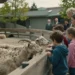 Familien und Kinder beobachten ruhige Zootiere in einem modernen, tiergerecht gestalteten Streichelzoo Bern während Erwachsene im Hintergrund das Bildungskonzept begleiten