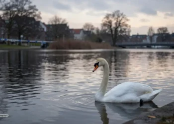 Ruhiger See in Bremen bei grauem Winterlicht mit einem einsamen Schwan nahe dem Ufer als Sinnbild für den Fall enthaupteter Schwan Bremen
