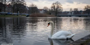 Ruhiger See in Bremen bei grauem Winterlicht mit einem einsamen Schwan nahe dem Ufer als Sinnbild für den Fall enthaupteter Schwan Bremen