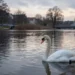 Was sind 1.000 Euro Belohnung von PETA wirklich wert? 9 Ruhiger See in Bremen bei grauem Winterlicht mit einem einsamen Schwan nahe dem Ufer als Sinnbild für den Fall enthaupteter Schwan Bremen