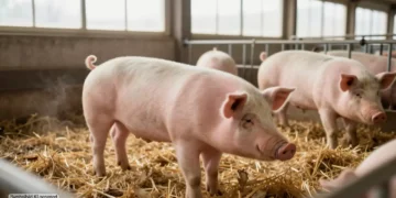 Ringelschwanz Schweinehaltung: Warum „Best Practices“ mehr sind als ein wohlklingendes Versprechen 19 Schweine mit intakten Ringelschwänzen bewegen sich ruhig in einem modernen Stall und stehen für Ringelschwanz Schweinehaltung unter verbesserten Tierwohlbedingungen