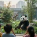 Münchner Panda-Pläne: Bildungsauftrag oder Prestigeprojekt? 2 Riesenpanda in modernem Münchner Zoo-Gehege, beobachtet von Kindern und Erwachsenen, symbolisiert die Münchner Panda-Pläne zwischen Bildungsauftrag, Artenschutz und gesellschaftlicher Debatte