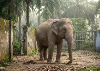 Asiatischer Elefant steht allein in einem tropischen Zoo mit verfallenen Gehegen und abgelegten Ketten als Symbol für das Elefantenreit Verbot Indonesien und ungelöste Haltungsprobleme