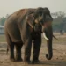 Der Fall Bara zeigt eine alte asiatische Elefantenkuh, ruhig stehend zwischen angedeutetem Zirkus und offener Landschaft als Symbol tierrechtlicher Denklogiken