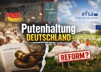 Putenhaltung Deutschland zwischen Recht und Reform: geteiltes Bild aus Massentierhaltung, Tierschutzgesetz, EFSA-Empfehlungen und Weidehaltung.