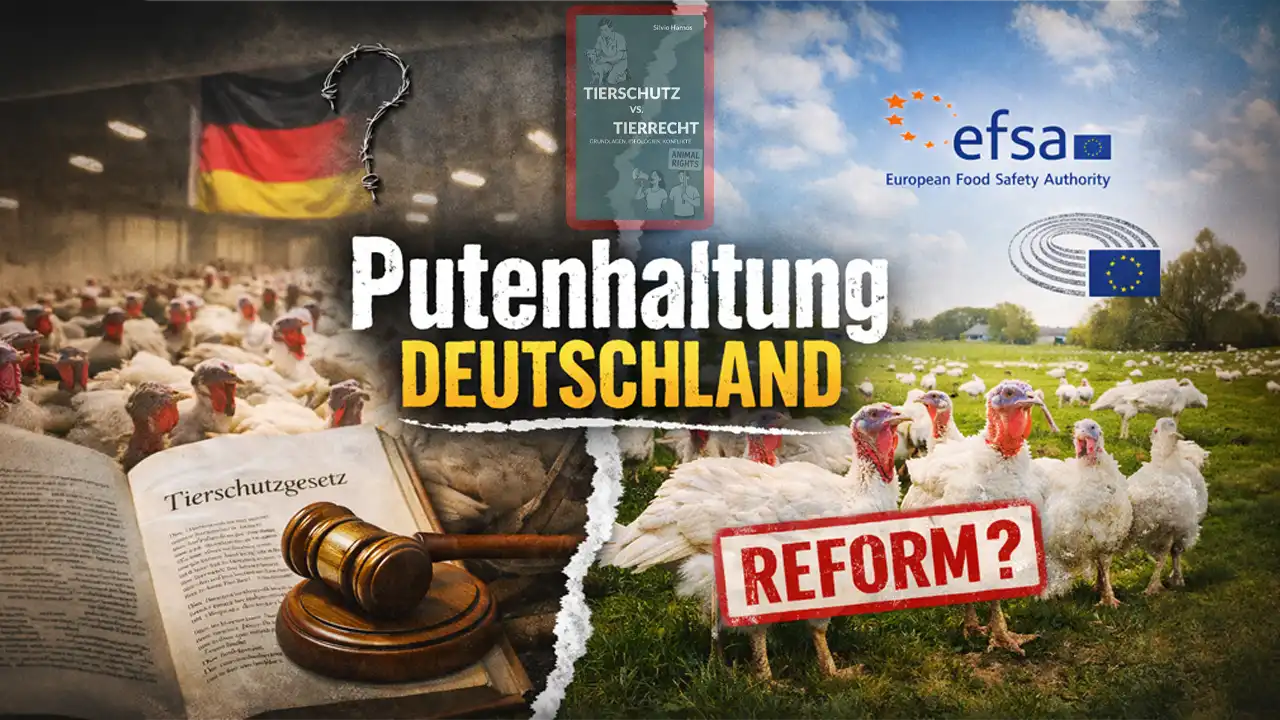 Putenhaltung Deutschland zwischen Recht und Reform: geteiltes Bild aus Massentierhaltung, Tierschutzgesetz, EFSA-Empfehlungen und Weidehaltung.