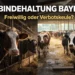 Kühe stehen in engen Anbindeställen in einem bayerischen Stall während im Hintergrund eine Weide sichtbar ist als Symbol für die Debatte um Anbindehaltung Bayern