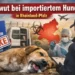 Tollwut bei importiertem Hund in Rheinland-Pfalz: Wie konnte das passieren – und warum läuft der Auslandstierimport weiter? 3 Symbolbild zu Tollwut bei importiertem Hund in Rheinland-Pfalz: toter Hund, gefälschter Impfpass, Zoll und Veterinär untersuchen den Fall.