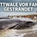 Erneut Pottwale vor Fanø gestrandet – Dritter Vorfall in Dänemark binnen weniger Wochen 7 Pottwale vor Fanø gestrandet: Mehrere gestrandete Wale am Strand von Fanø in Dänemark, Rettungskräfte im Hintergrund.