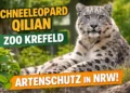 Schneeleopard Qilian Zoo Krefeld liegt aufmerksam auf einem Felsen im Gehege und blickt direkt in die Kamera – Symbol für Artenschutz in NRW.