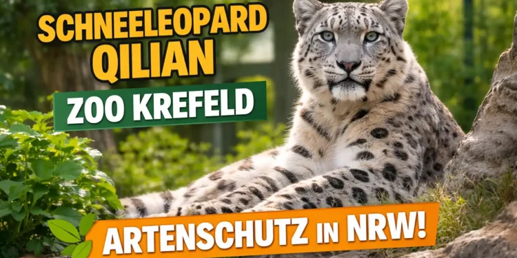 Schneeleopard Qilian Zoo Krefeld: Ein starkes Signal für koordinierten Artenschutz 11 Schneeleopard Qilian Zoo Krefeld liegt aufmerksam auf einem Felsen im Gehege und blickt direkt in die Kamera – Symbol für Artenschutz in NRW.