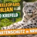 Schneeleopard Qilian Zoo Krefeld liegt aufmerksam auf einem Felsen im Gehege und blickt direkt in die Kamera – Symbol für Artenschutz in NRW.