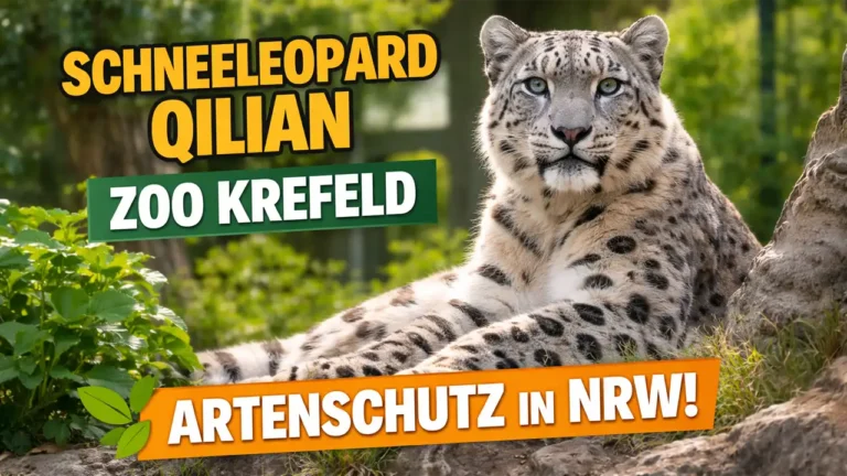 Schneeleopard Qilian Zoo Krefeld liegt aufmerksam auf einem Felsen im Gehege und blickt direkt in die Kamera – Symbol für Artenschutz in NRW.