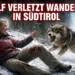 Wolf verletzt Wanderin Südtirol/Trentino: Val di Rabbi wird zum Warnsignal für Alpen-Tourismus und Anwohner 5 Wolf verletzt Wanderin Südtirol – dramatische Szene einer Wolfsbegegnung im verschneiten Wald der Alpenregion.