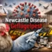 Symbolbild zur Newcastle Disease: krankes Huhn, Virusdarstellung, Impfstoff und Geflügelstall verdeutlichen die Gefahr der Geflügelpest.