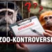 Seltene Affen hinter Gittern im Zoo – Symbolbild zur Debatte um Zoo Zürich Affen getötet und das Bestandsmanagement moderner Zoos.