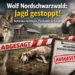 Wolf im Nordschwarzwald: Warum die Jagd gestoppt wurde – und was das Wolfsmanagement wirklich zeigt 5 Wolf im Nordschwarzwald vor Weide mit totem Schaf und Landwirt – Jagd auf Problemwolf gestoppt, Abschussgenehmigung ausgelaufen.