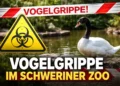 Warnschild vor Vogelgrippe und Schwarzhalsschwan im Zoo – Symbolbild für den Vogelgrippe Schweriner Zoo Fall.