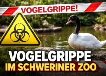Warnschild vor Vogelgrippe und Schwarzhalsschwan im Zoo – Symbolbild für den Vogelgrippe Schweriner Zoo Fall.