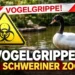 Warnschild vor Vogelgrippe und Schwarzhalsschwan im Zoo – Symbolbild für den Vogelgrippe Schweriner Zoo Fall.