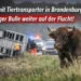Ein Bulle steht auf einem Feld nahe eines umgekippten Tiertransporters, während Polizei und Einsatzkräfte nach dem Unfall suchen – Unfall Tiertransporter Brandenburg Bulle flüchtig.