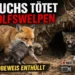 Fuchs tötet Wolfswelpen Videobeweis zeigt Angriff eines Rotfuchses auf Wolfswelpen am Bau