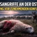 Wolfsangriffe Ostsee: Getötetes Schaf auf Küstenweide, während ein Wolf in der Nähe einer Herde hinter einem Zaun steht