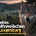 Zweites Wolfsweibchen Luxemburg: Zwei Wölfe in ländlicher Kulturlandschaft bei Dämmerung als Symbol für wachsende Population