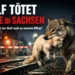 Wolf tötet Katze Sachsen: Wolf trägt Katze im Maul auf Bahngleisen in Siedlungsnähe