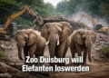 Zoo Duisburg: Elefanten müssen weg – weil Gastronomie wichtiger wird? 45 Zoo Duisburg Elefanten vor Abriss ihres Geheges durch Bauarbeiten