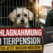 Beschlagnahmung Hund Tierpension: Verunsicherte Halterin und Hund hinter Gitter nach behördlicher Sicherstellung durch das Veterinäramt