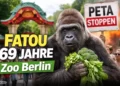 Fatou Gorilla 69 Jahre Zoo Berlin: Ältester Gorilla der Welt mit Gemüse im Zoo, während im Hintergrund PETA-Protest zu sehen ist.