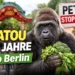 Fatou Gorilla 69 Jahre Zoo Berlin: Ältester Gorilla der Welt mit Gemüse im Zoo, während im Hintergrund PETA-Protest zu sehen ist.